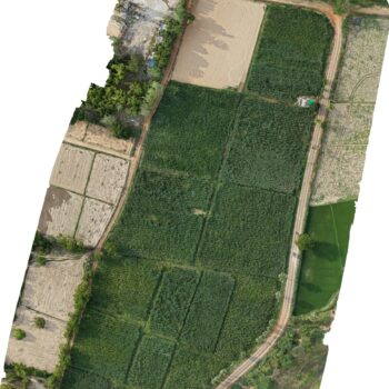 NAPIER NURSERY